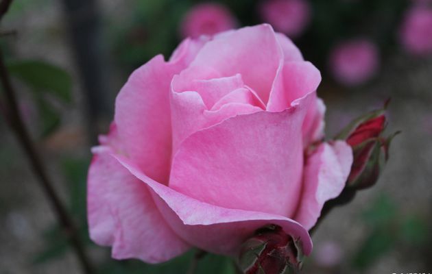 ROSE-DE-PICARDIE (ABBEVILLE)