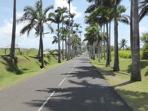 L’allée Dumanoir près de Capesterre: plus de 400 palmiers royaux et plus de 1 km. Et bien sûr un iguane 