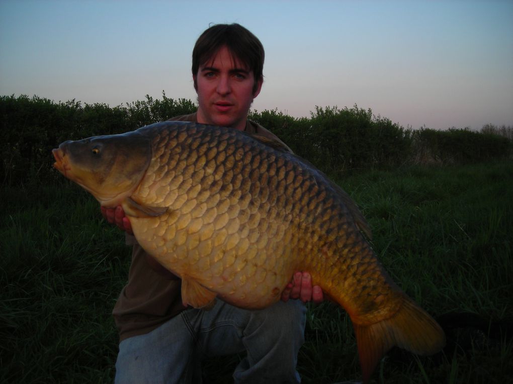 mes plus belles carpes mais pas forcément que les plus grosses