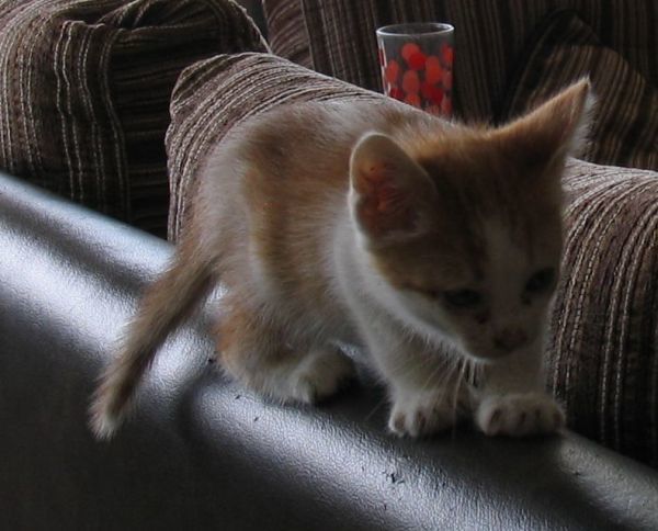 Le petit chaton recueilli dans les poubelles et vite habitué à une vie de luxe et de croquettes à volonté...