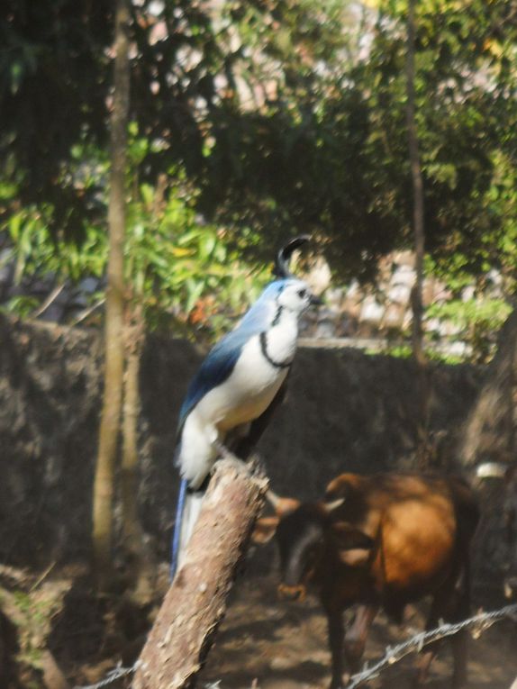 Album - 24.Ometepe