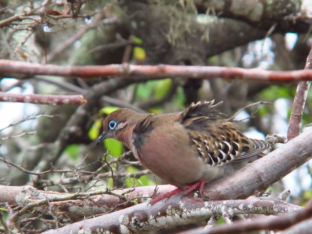 Une expérience unique au coeur de la faune et flore si bien préservées de l'archipel des Galapagos : si possible à faire une fois dans votre vie