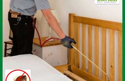 Bed Bug Control in Vancouver - Why Should You Take an Immediate Action?