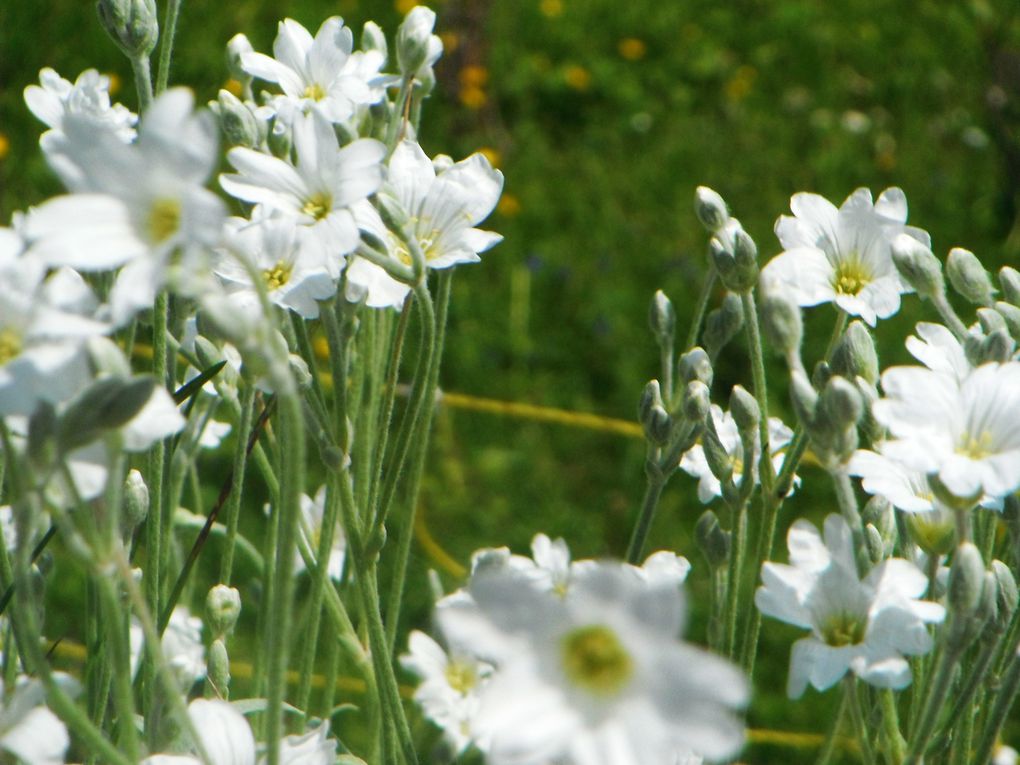 Album - St Pierre d'Entremont printemps