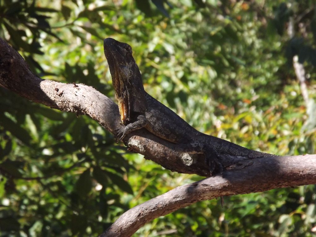 Dans le climat tropical du Queensland