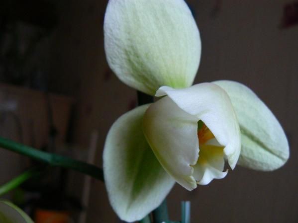 Album - Orchids