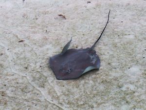 "mini" requins "pointe noire", raies léopard et pastenague, poisson lune