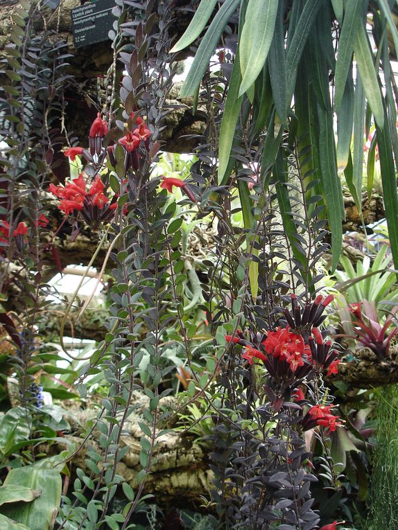 Album - jardin-botanique-et-biodome