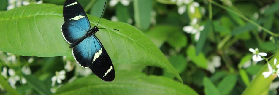 Equateur, Mindo, 2ème partie avec la mariposaria!