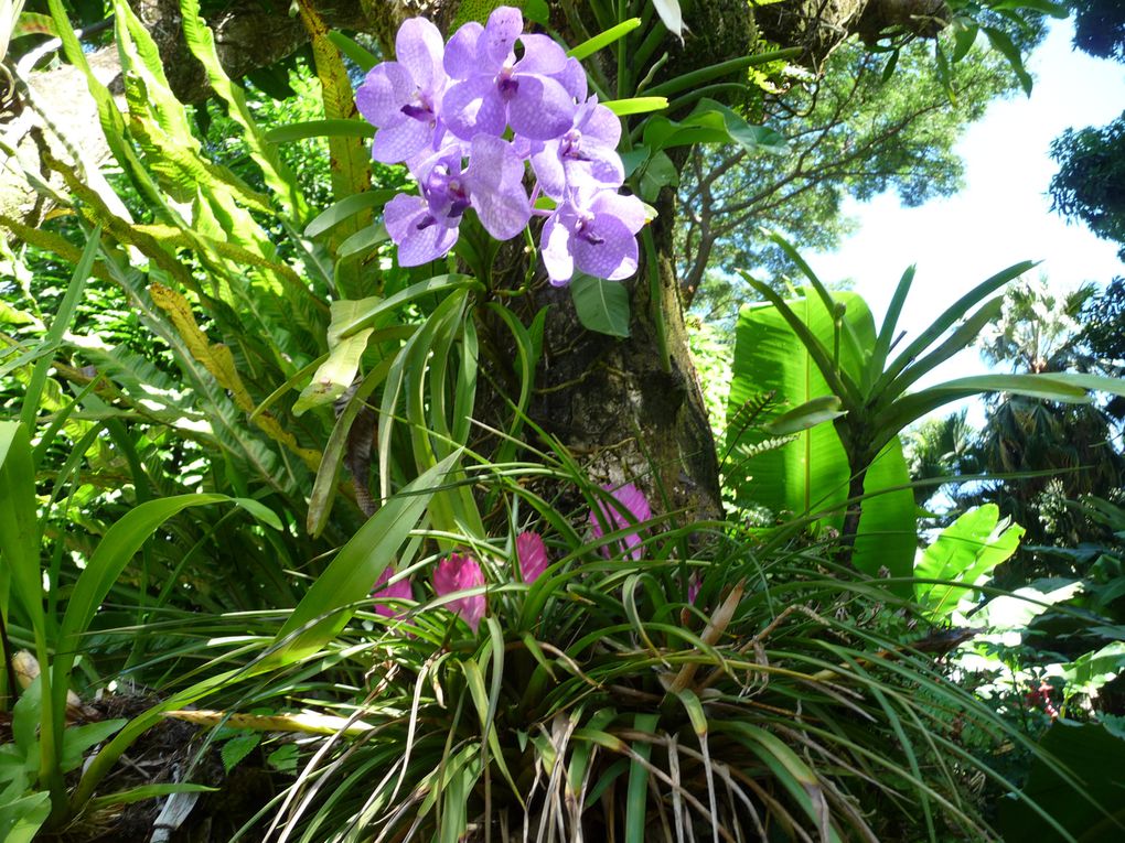 Le jardin botanique de Deshaies - Guadeloupe