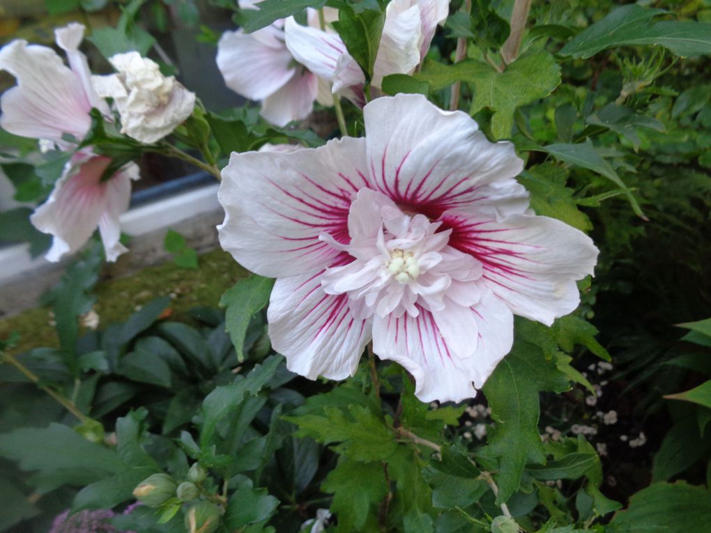 Travaux de mon jardin Le Clos fleuri en août 2023 