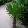 Une sorte de palmier mexicain