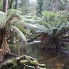 Tasmanie 3 - Russell Falls - Lake St Clair - Craddle Montains