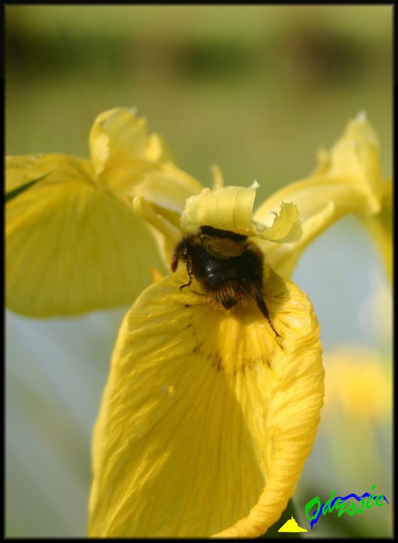 Iris Pseudacorus