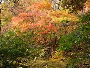 Une flamboyante journée d'automne