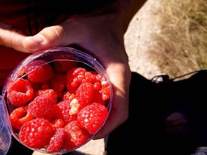 La générosité des Portugais, du pain et des framboises! / Щедрость португальцев: хлеб и малина!