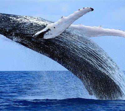 Parler avec les baleines