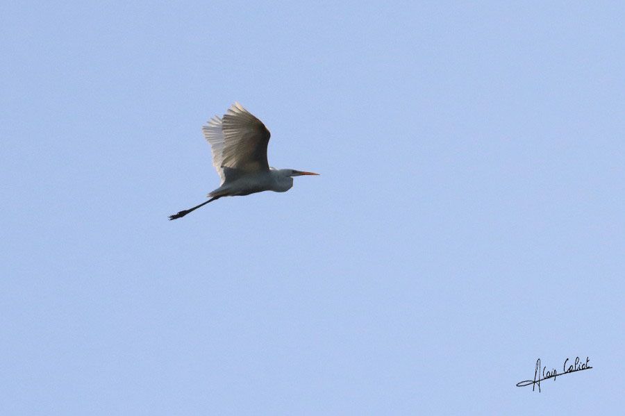 Grande aigrette