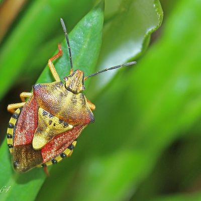 Punaise pudique ....