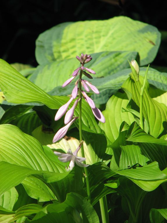 Album - Arboretum-des-Pres-des-Culands