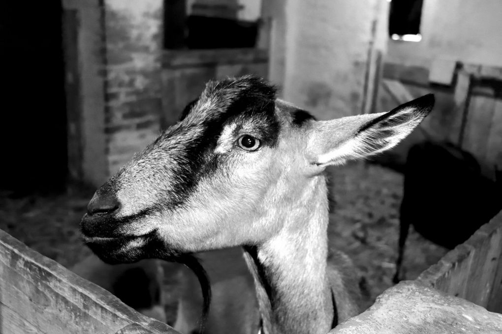 Quelques pensionnaires de la Ferme Buissonnière...