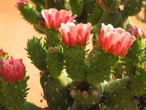 Cactus ficus-indica à fleurs rouges