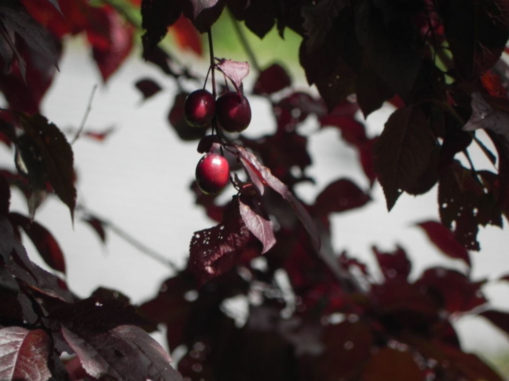 Album - jardin-bassin