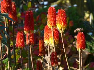 Un jardin en hiver