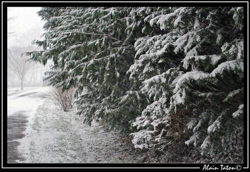 Album - Treve-sous-la-neige