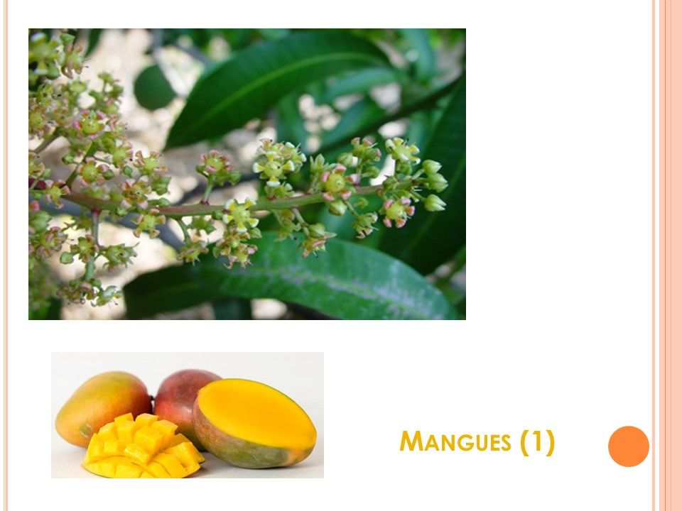 La Nature - Les Plantes - 2