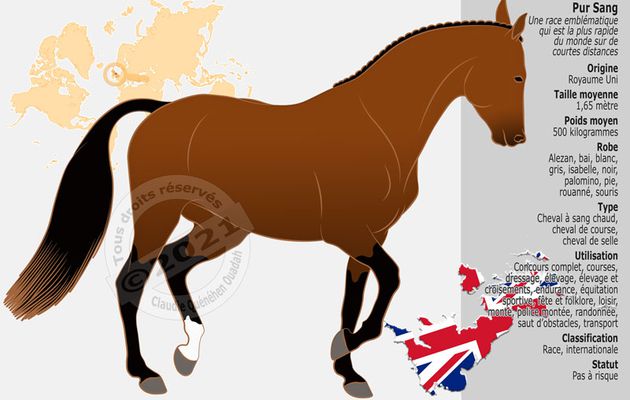 Le Pur Sang Anglais, le cheval le plus rapide du monde en courte distance