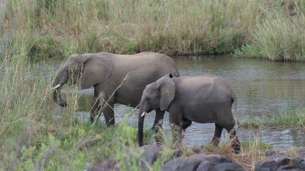 Album - Parc-Kruger