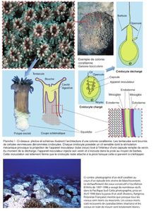 Les Récifs coralliens par Mr Jaubert