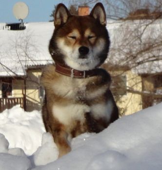 SHIBA-INU-SESAME-NOIR BLACK SESAME RARE DOG RARE COLOR