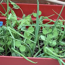 Semis de petits pois, variété"Norli", pour le micro jardin urbain, deuxième essai