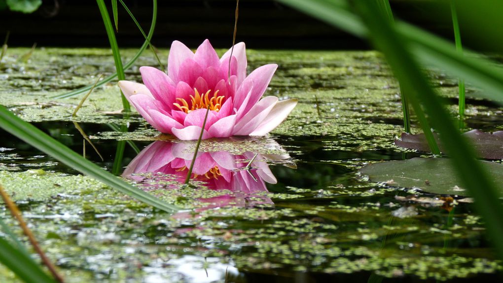 Tout ce que notre jardin peut nous offrir de merveilleux. Le plaisir des yeux.