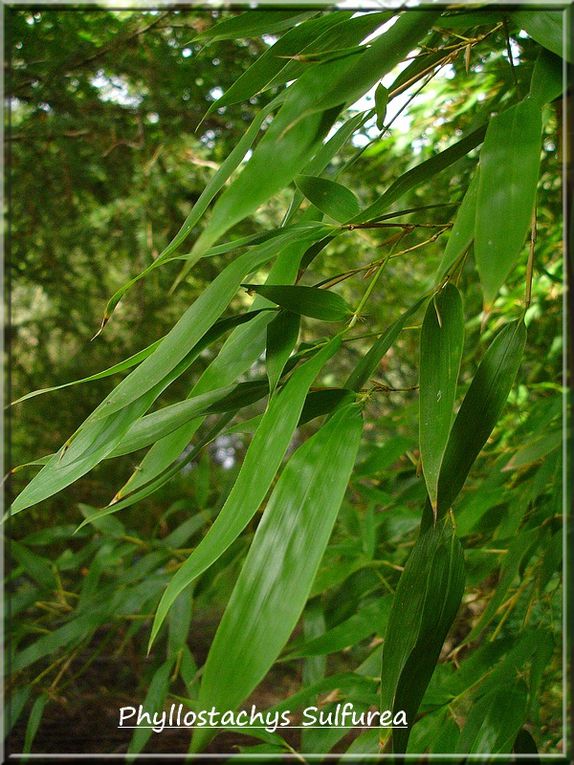 Album - Phyllostachys Sufurea