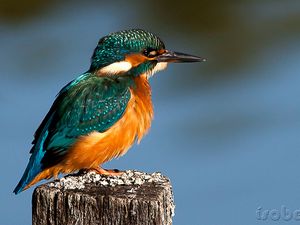 Suivez la flèche bleue