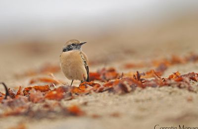 Traquet du desert dans le 22