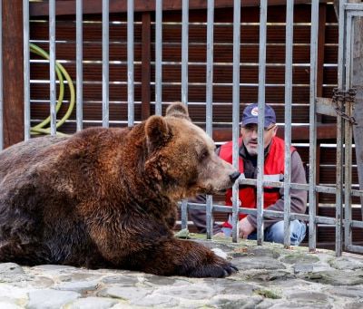 Mark, l’ours brun en route vers la liberté après 20 ans de captivité