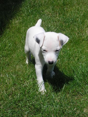 Le Jack Russel Comment Le Reconnait On Toutouyoutou France