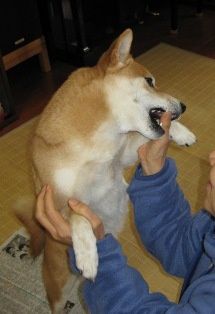 *Toutes les photos dans "La vie avec un Shiba Inu !"  appartiennent à "akishiba", l'auteur de ce blog. 