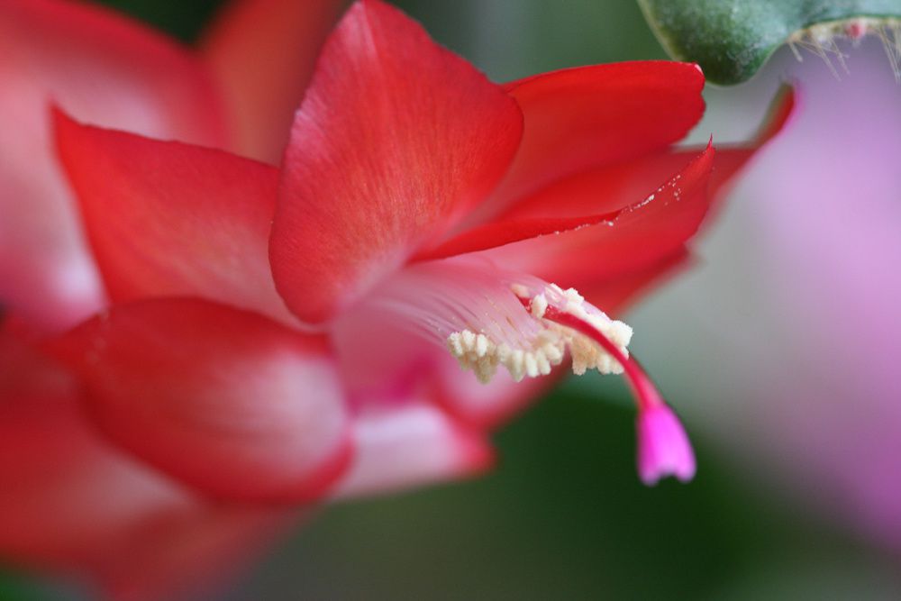 Fleurs de nos jardins