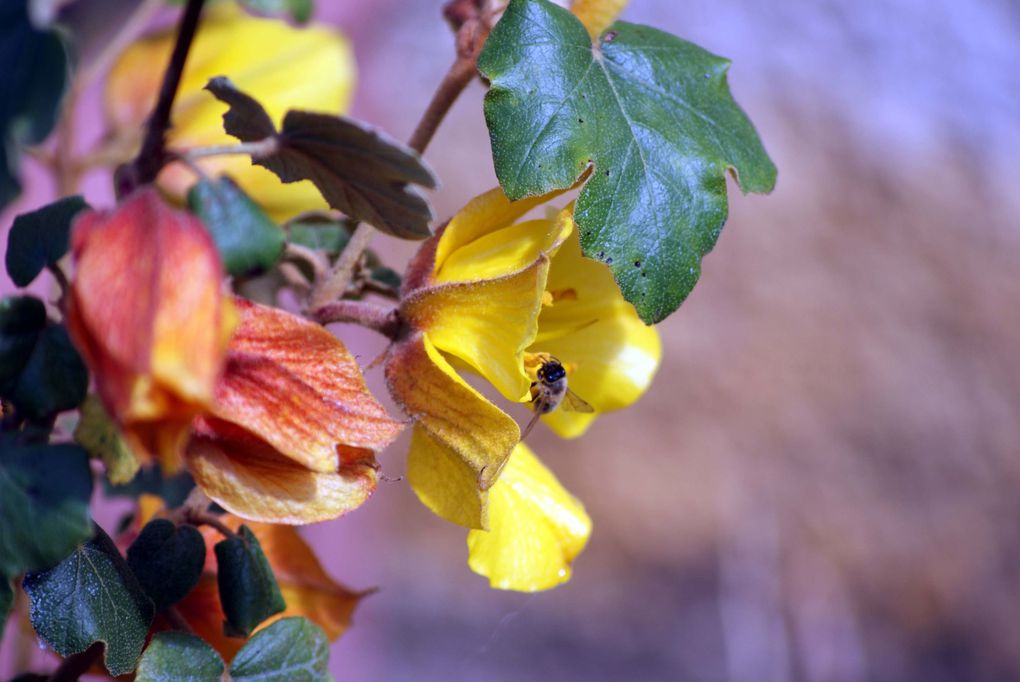 Fleurs et fruits saisis dans le jardin de mon amie Jacquie... Un très beau jardin, comme vous pouvez le constater !!