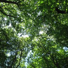 Forêt morvan sud : Photos - nature (les dessins de Laure)