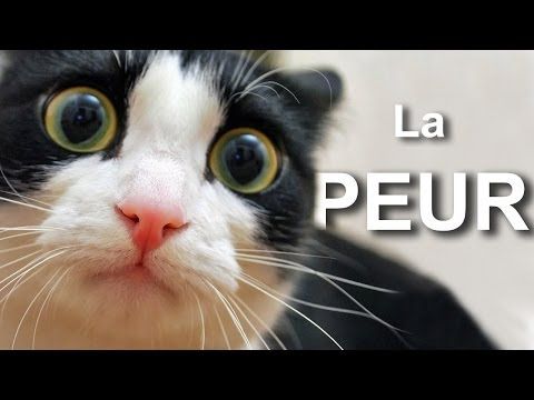 Les Mysteres Du Chat Bejar Passion
