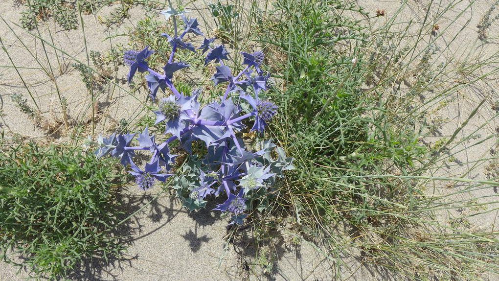 Panicaut maritime (Eryngium maritimum) très fréquent sur le littoral, mais vaut mieux ne pas s'y frotter!