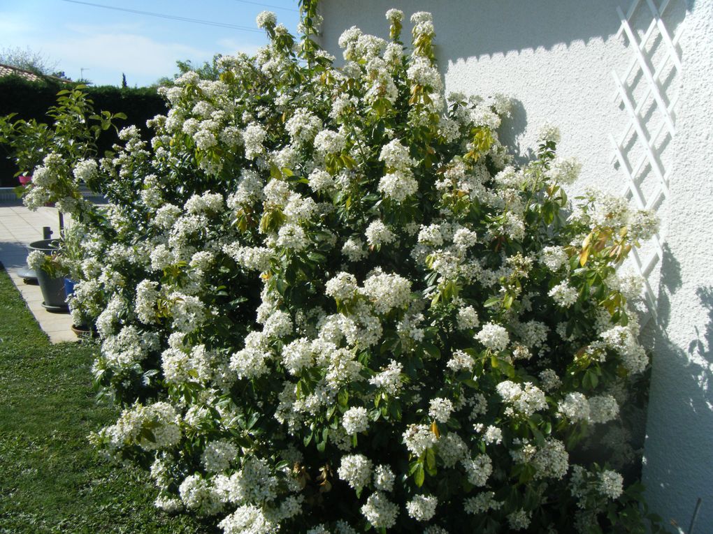 Voici le blanc, le bleu ,(clic sur les flèches) cet oranger du Mexique n'est pas que beau ! il embaume dès l'entrée du jardin !