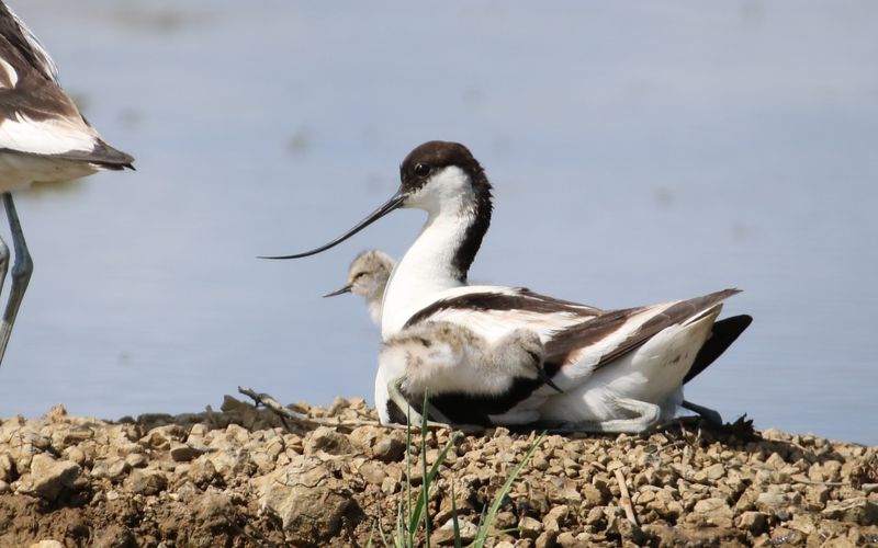 Famille avocette