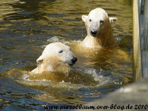 Knut und Gianna am 7. April 2010